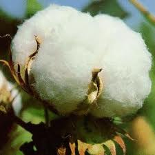 Raw Cotton Manufacturer Supplier Wholesale Exporter Importer Buyer Trader Retailer in Amreli Gujarat India
